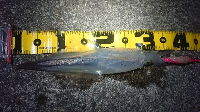 仕事終わりヤリイカ狙い