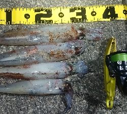 仕事終わりヤリイカ狙い