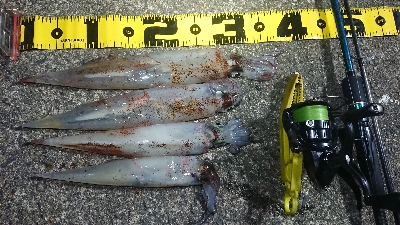 仕事終わりヤリイカ狙い