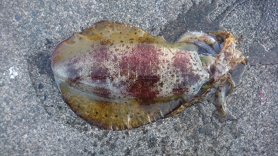 しばらくぶりのキロアップ&メアジの…