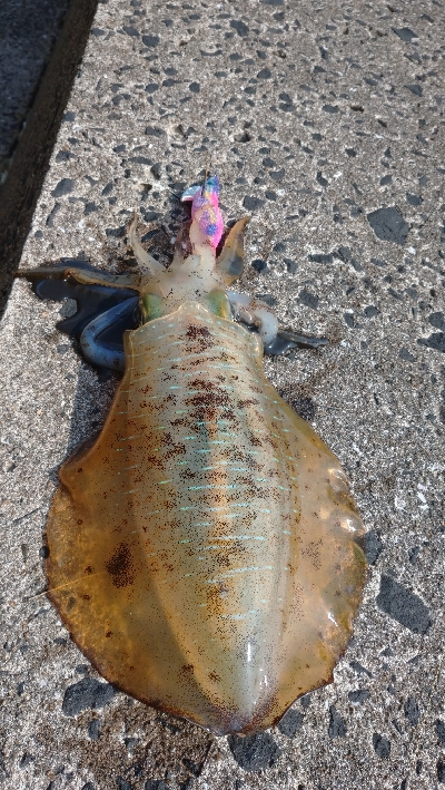 仲間情報に誘惑されて出撃