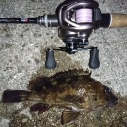 癒しのガッシー