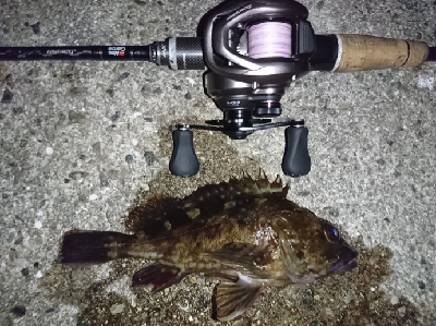 癒しのガッシー