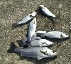 爆風＆激寒っ！