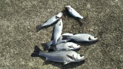 爆風＆激寒っ！