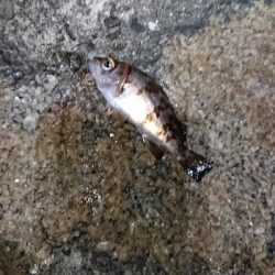 チビッ子メバル