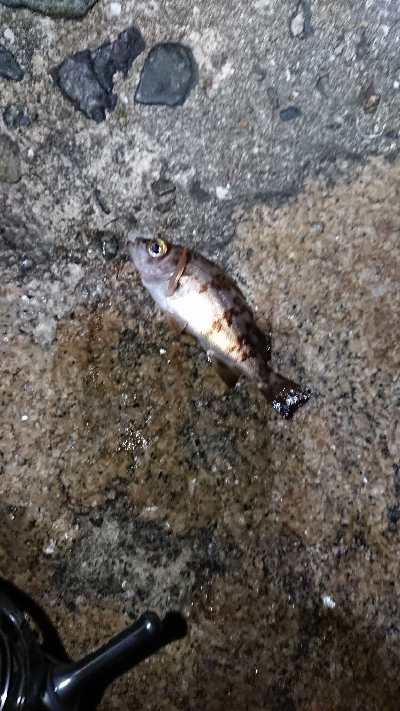 チビッ子メバル