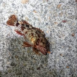 風裏メバリング