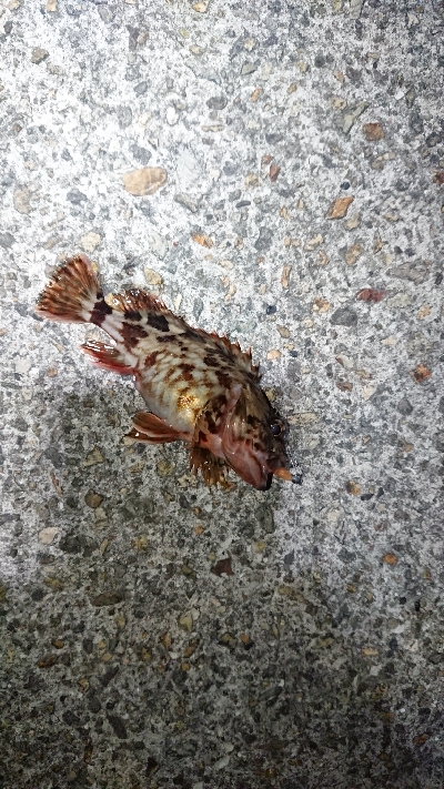 風裏メバリング