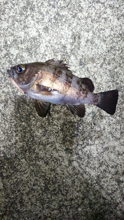 フロートしばり