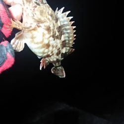 シャローエリアにて