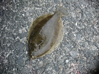 狙い撃ち！強風の中カレイGET！！