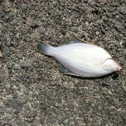 爆風スランプの中、カレイGET!