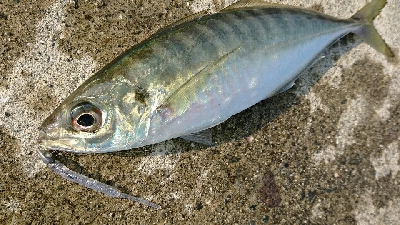 デイアジングで、良型アジと尺メッキ！！