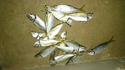 五目達成ならず。アジ、メバル、あらかぶ、ア…