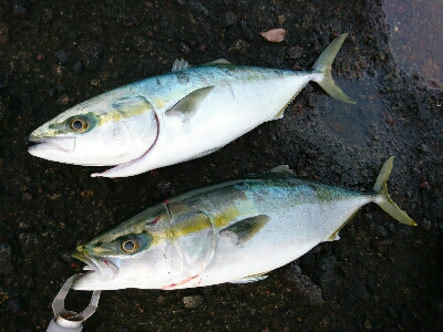 朝マズメにナブラ発生！3投目に青物ヒット&…