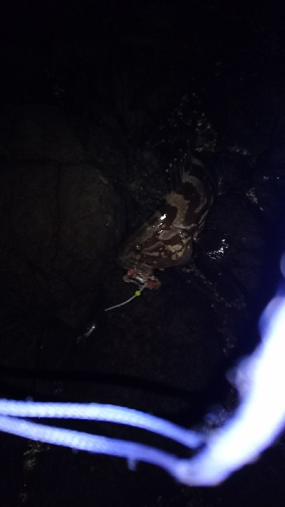 陸っぱりのクエ釣り