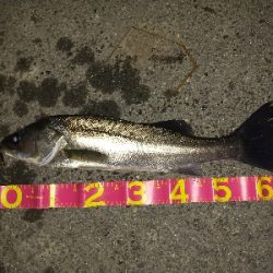 今年初フィッシュ