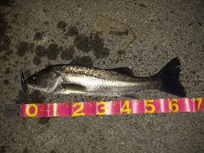 今年初フィッシュ