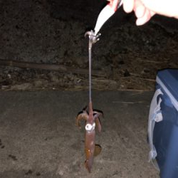 ヒイカエギング