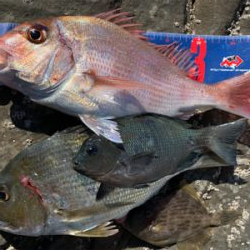 四万十市 沖磯 フカセ釣り