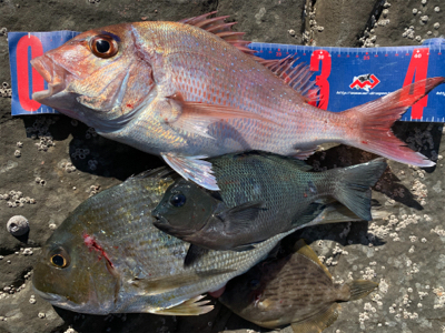 四万十市 沖磯 フカセ釣り