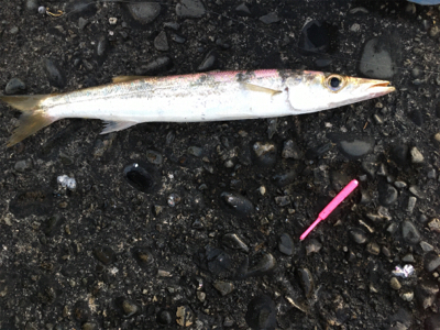 夕方ライトゲーム一時間釣行