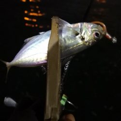 アジング練習 104