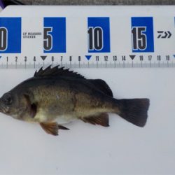 エビ撒きandグレフカセ=メバル