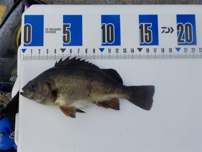 エビ撒きandグレフカセ=メバル