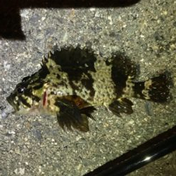 newロッドテスト釣行