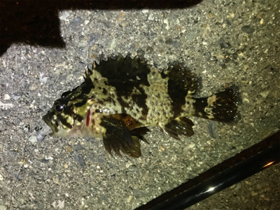 newロッドテスト釣行