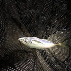 今年最初の釣果