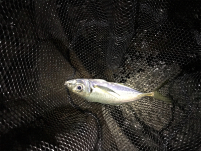 今年最初の釣果