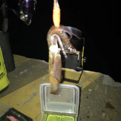 まだ、ヒイカ釣れますね(^^)