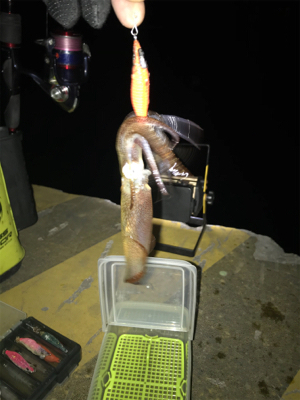 まだ、ヒイカ釣れますね(^^)