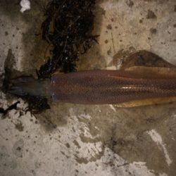 渋い中、ヤリイカ2杯