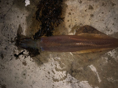 渋い中、ヤリイカ2杯