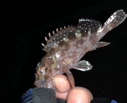 メバルはしぶい