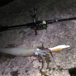 ヤリイカシーズン到来！！