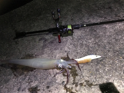 ヤリイカシーズン到来！！