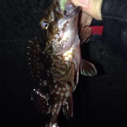 初ポイントでガシラ爆釣！