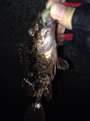 初ポイントでガシラ爆釣！