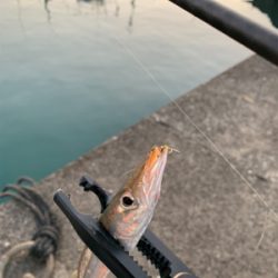 アジを求めて…