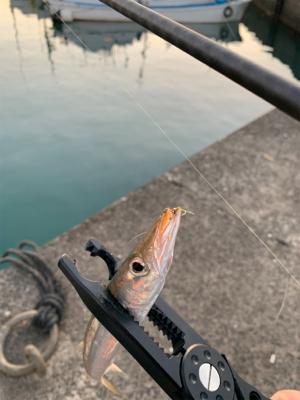 アジを求めて…