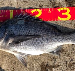 寒チヌGET( ˶˙ᵕ˙˶ )