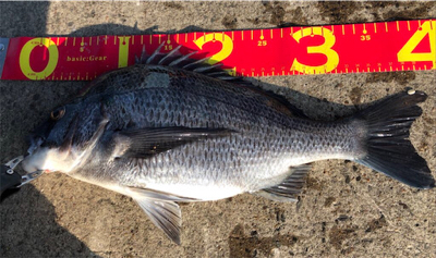 寒チヌGET( ˶˙ᵕ˙˶ )