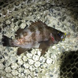 メバルを求めて