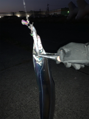 節分タチウオ ‼︎