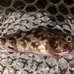 久々のメバリング